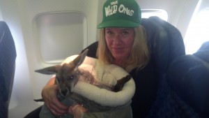 Diesel on the plane with Kangaroo Lanie