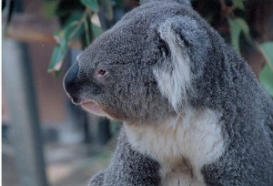 Koala 10001