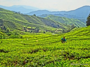 Tea Plantation