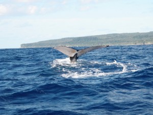 Humpback whales, Uoleva, Tonga