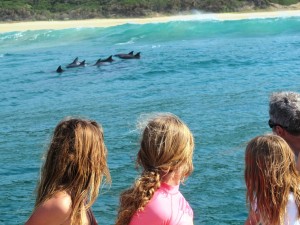 Pod of Dolphins