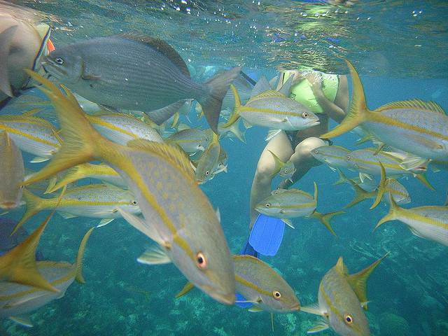 Snorkeling