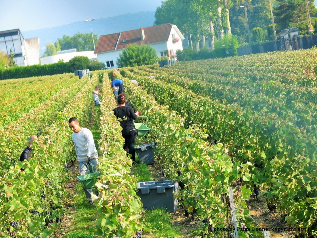 Champagne Harvest, France photo by Paige Donner copyright 2014