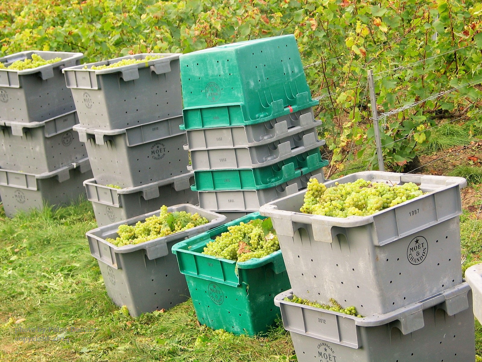 Wine Harvest In Champagne Through The Eyes of The Grape Pickers