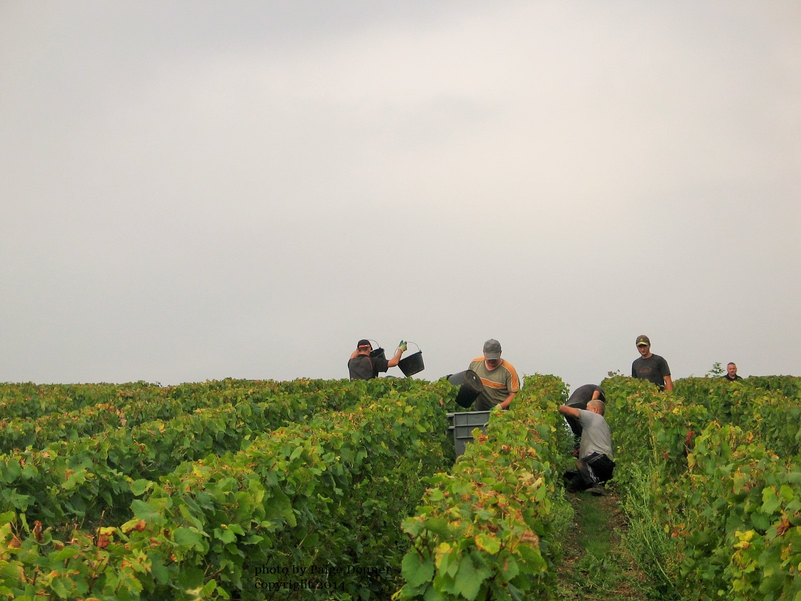 Wine Harvest In Champagne Through The Eyes of The Grape Pickers