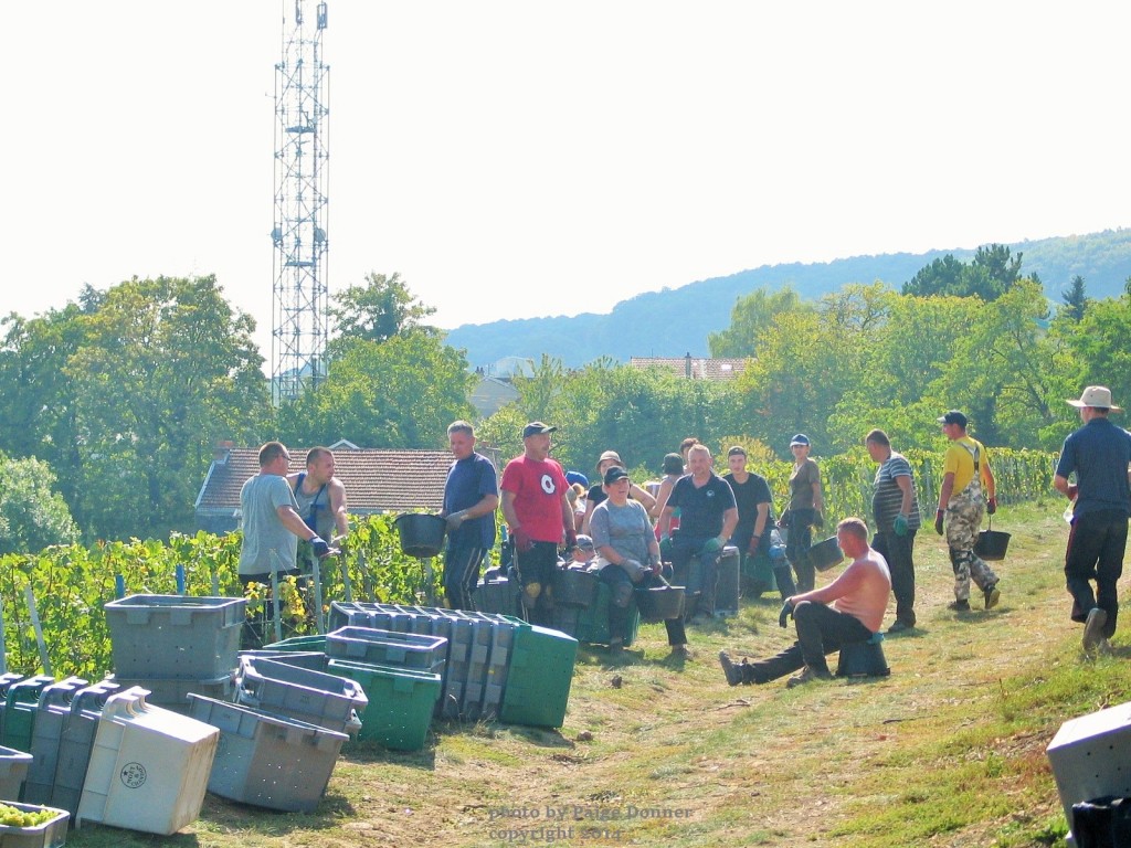 Champagne harvest, France. Photo by Paige Donner copyright 2014