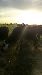 Mooooooo CWTC