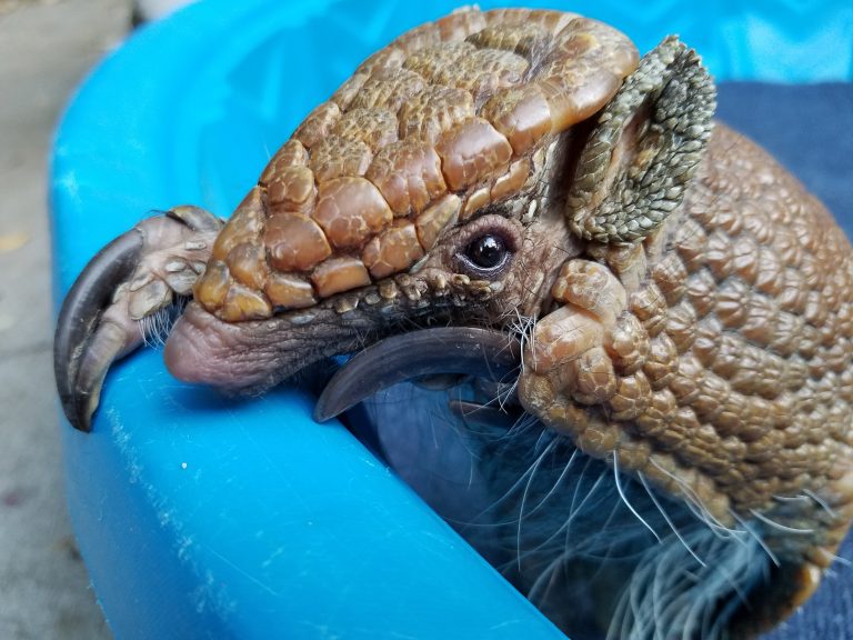 mercurial safari society