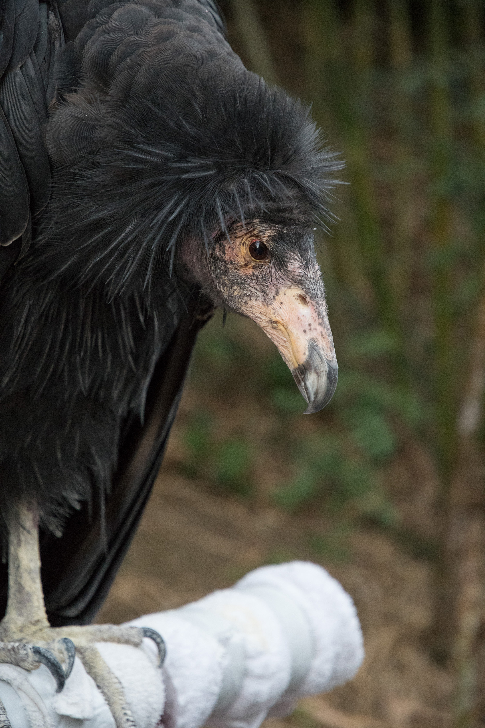 mercurial safari society