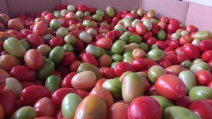 local tomatoes Kelowna