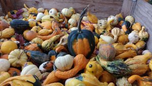 Local squash Kelowna