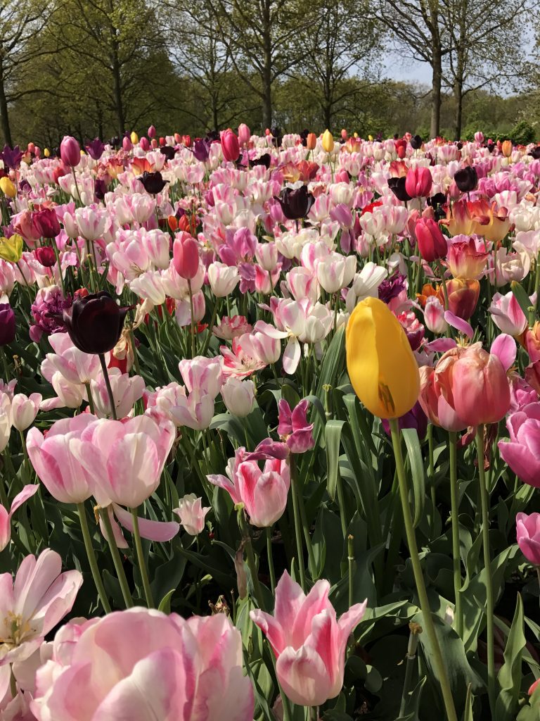 Tulips from Amsterdam We Said Go Travel