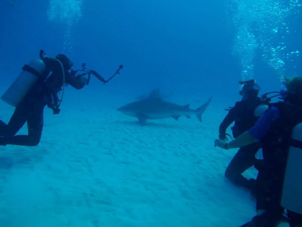 Scuba Dive with Bull Sharks at SharkSchool