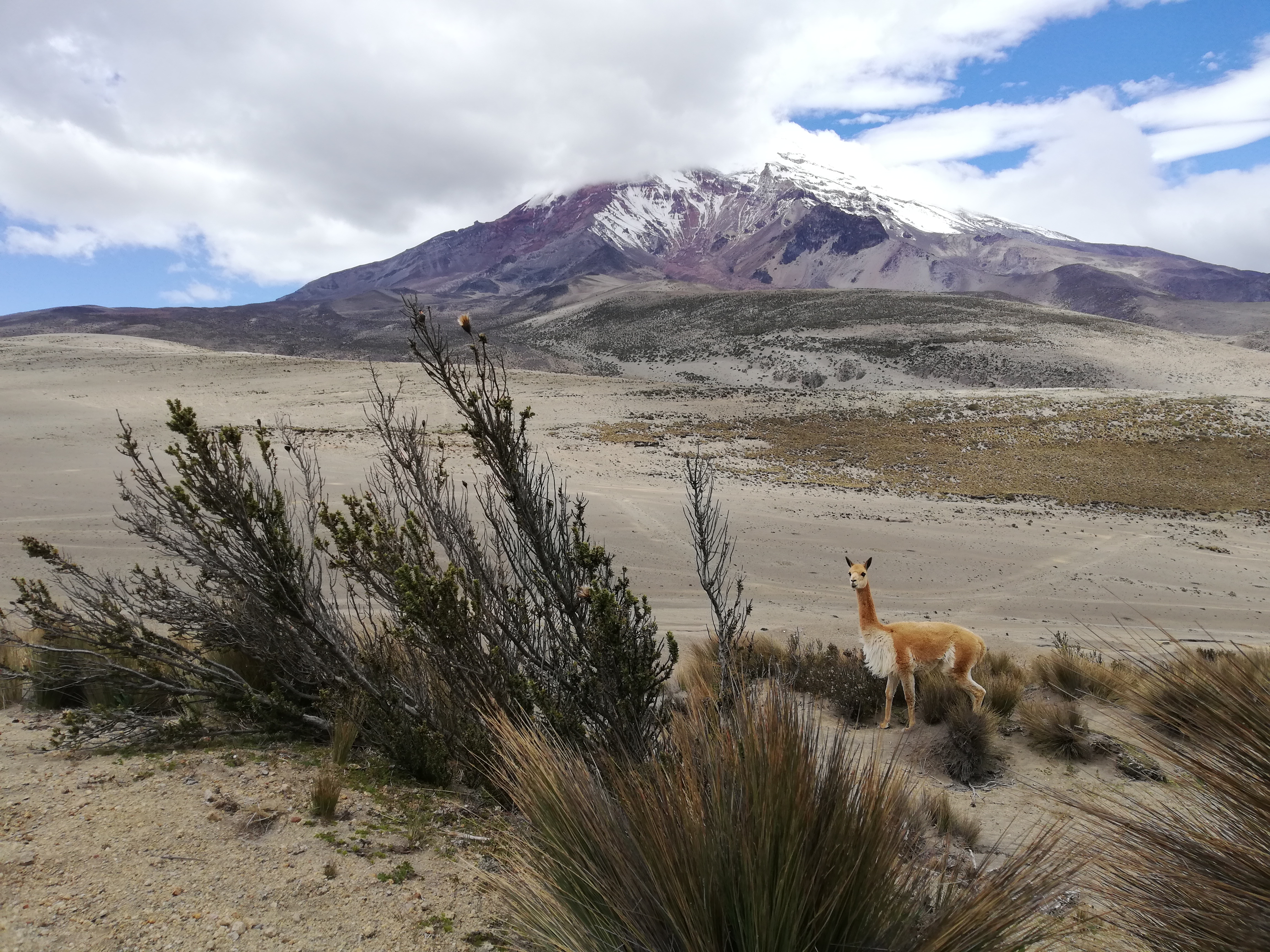 A curious vicuña, Ecuador.