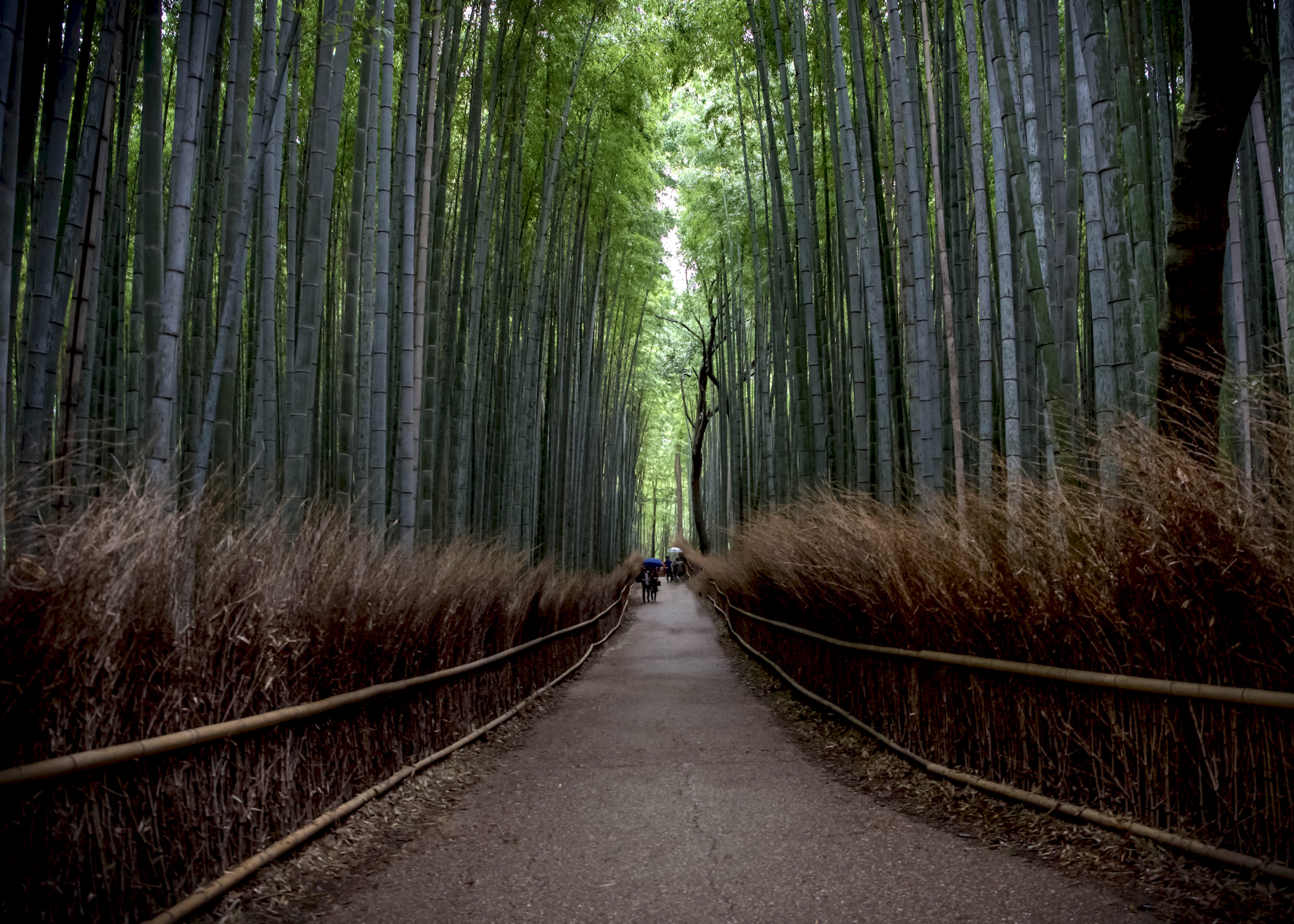 Fifty Shades of Green in Kyoto, Japan