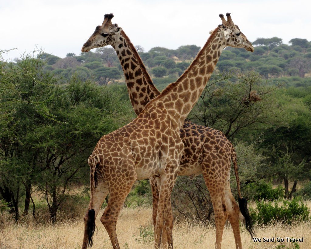 Giraffes by Lisa Niver