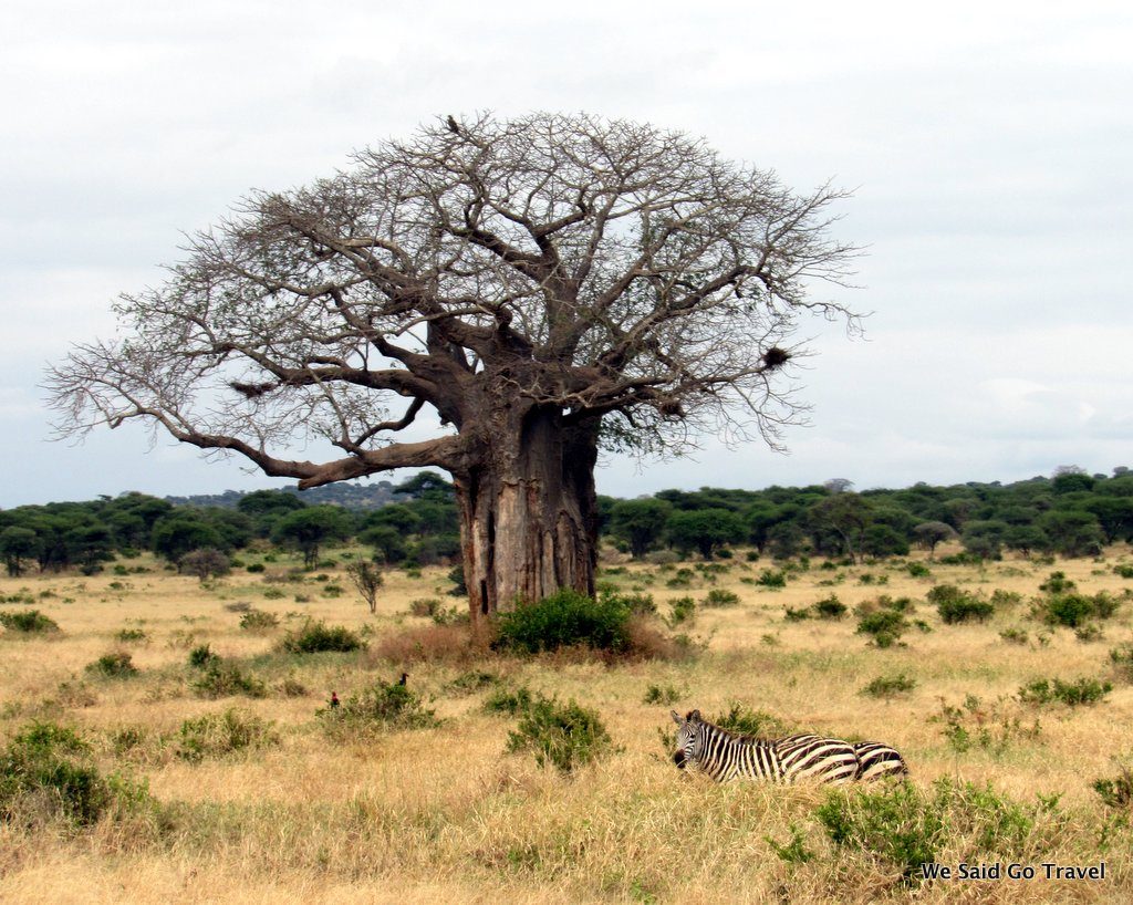 Zebra in Africa by Lisa Niver