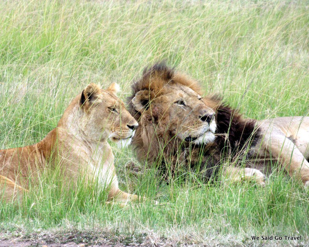 Lion in Africa by Lisa Niver