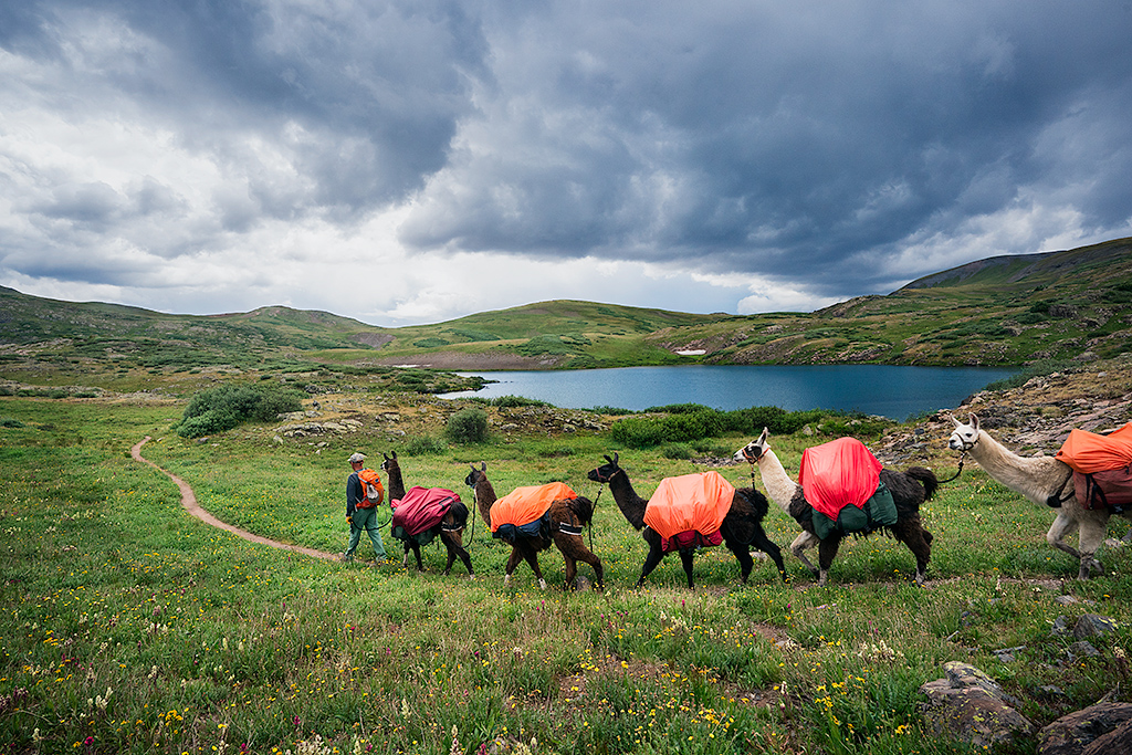 Llama trekking in the United States