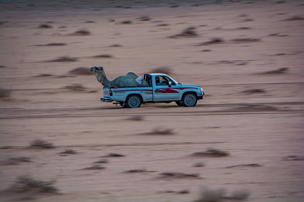 Camel on the Move in Jordan Desert