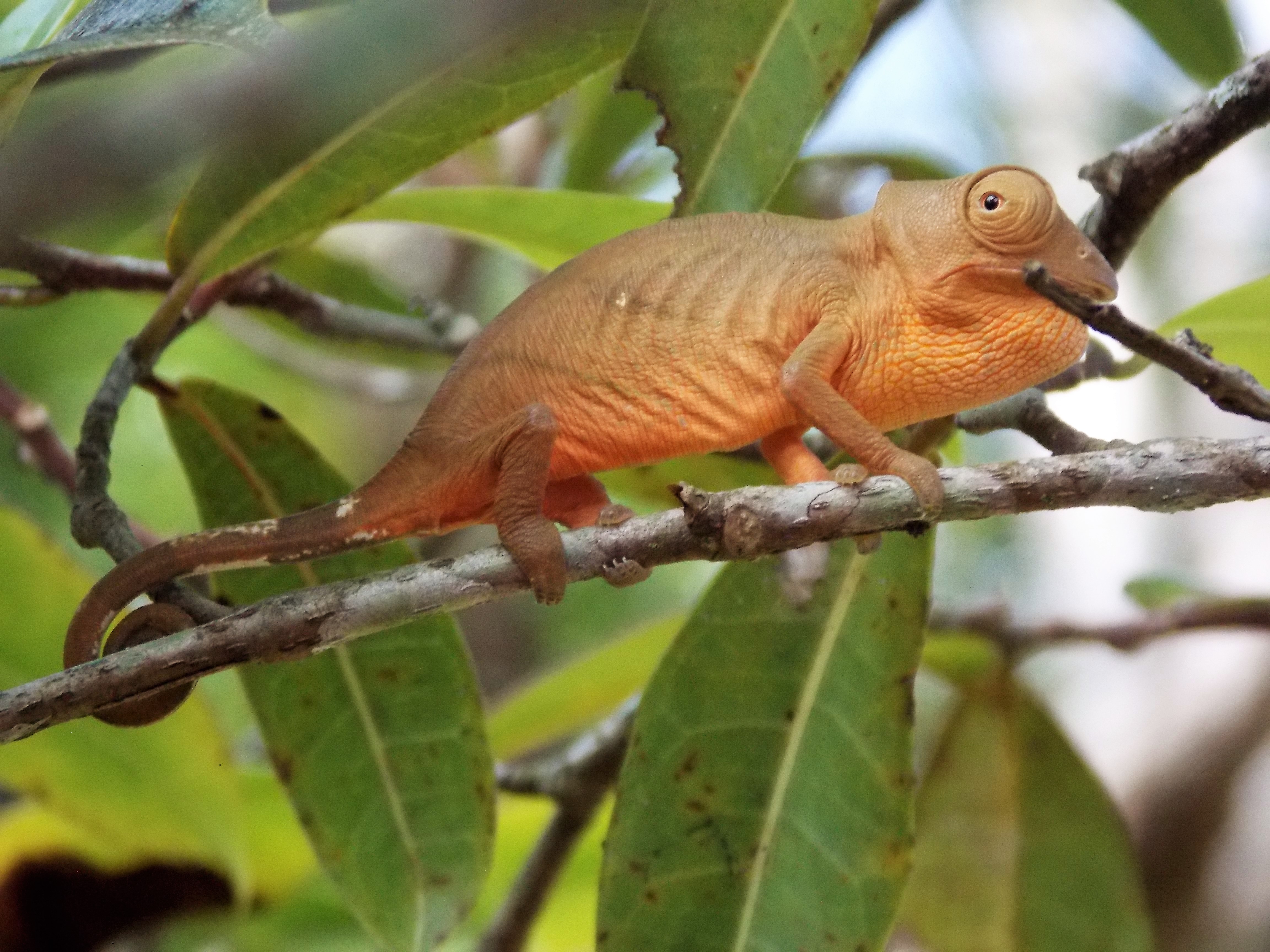 Wandering Eye in Madagascar