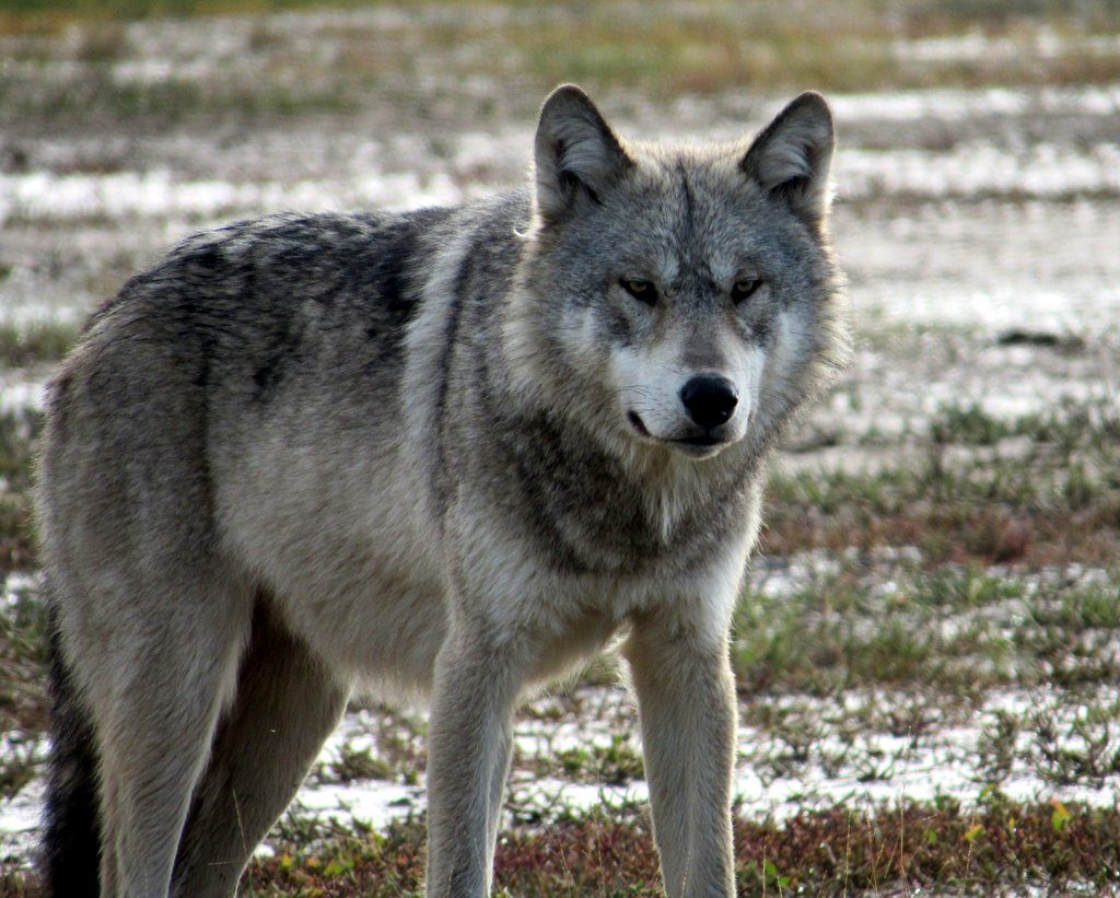 Wolf seen near Nanuk Polar Bear Lodge by Lisa Niver