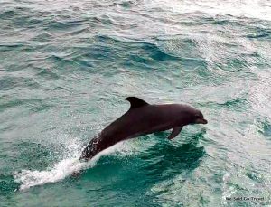 Dolphins on the way to North Point