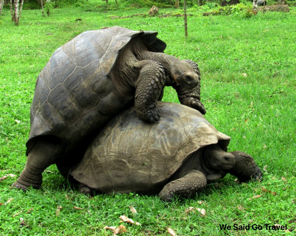 Giant Tortoise Mating at El Chato Ranch Santa Cruz Island Galapagos