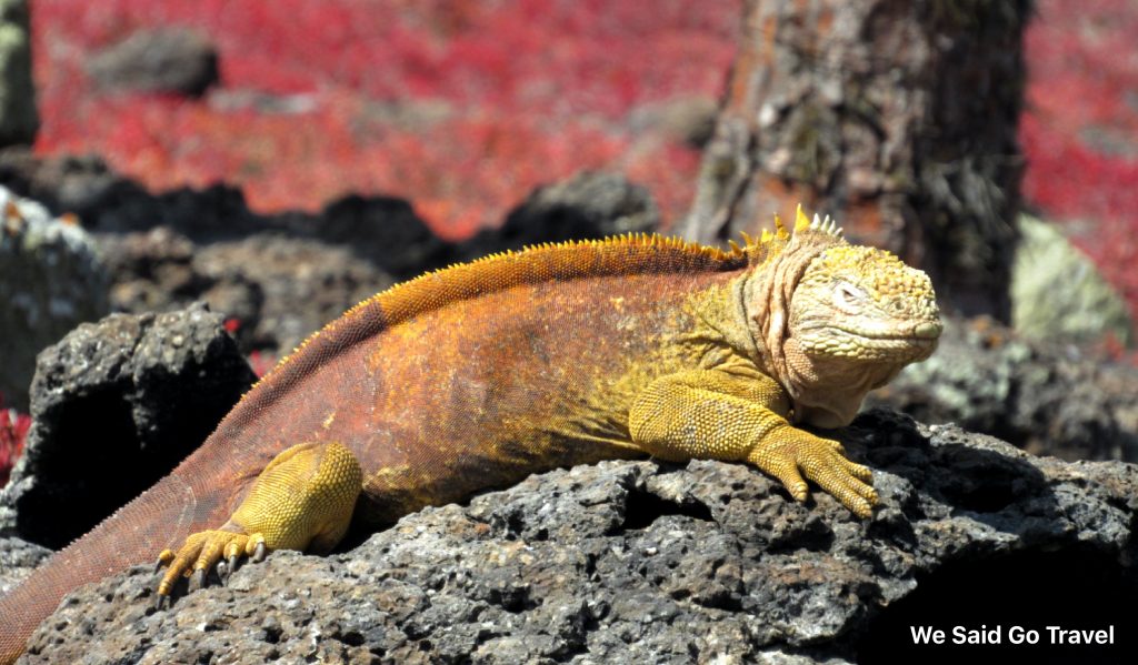 Yellow land iguana on South Plaza, Galapagos Islands, Photo by Lisa Niver